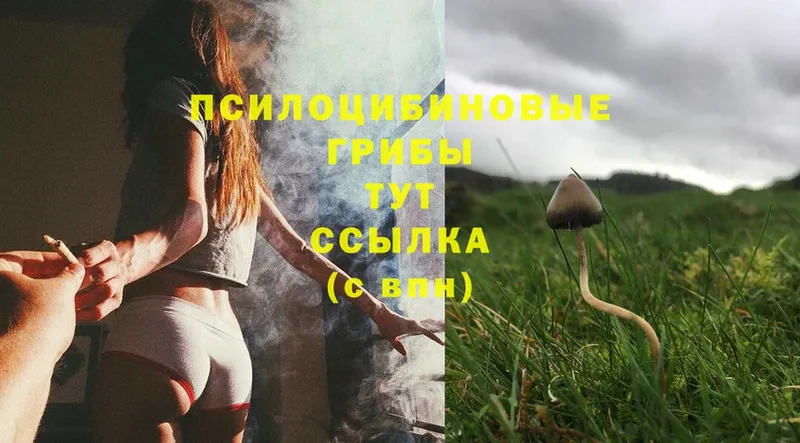 где купить   MEGA рабочий сайт  Галлюциногенные грибы Magic Shrooms  Горно-Алтайск 